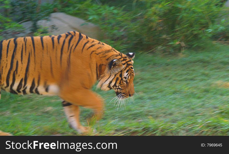 Orange tiger walking in green grass