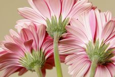 Pink Gerbera Daisies Stock Photos Pink Gerbera Daisies Stock Photos