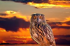 An Owl And Sunrise At The Salt Lake Royalty Free Stock Photos An Owl And Sunrise At The Salt Lake Royalty Free Stock Photos