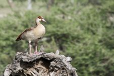 Wild Duck Stock Photos