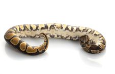 Yellow Belly Ball Python Royalty Free Stock Photography Yellow Belly Ball Python Royalty Free Stock Photography
