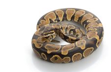 Yellow Belly Ball Python Royalty Free Stock Photo Yellow Belly Ball Python Royalty Free Stock Photo