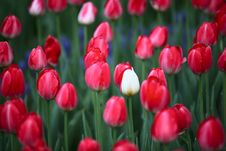 Tulip Royalty Free Stock Photography