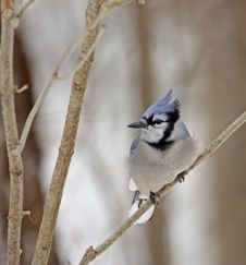 Blue Jay Royalty Free Stock Photography Blue Jay Royalty Free Stock Photography