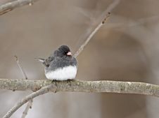 Dark-eyed Junco Stock Photos Dark-eyed Junco Stock Photos