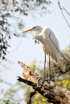 White Egret Royalty Free Stock Images White Egret Royalty Free Stock Images