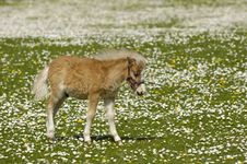 Young Horse Meadow With Many Flowers Stock Photography Young Horse Meadow With Many Flowers Stock Photography