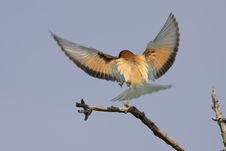 Bee Eater Royalty Free Stock Photography