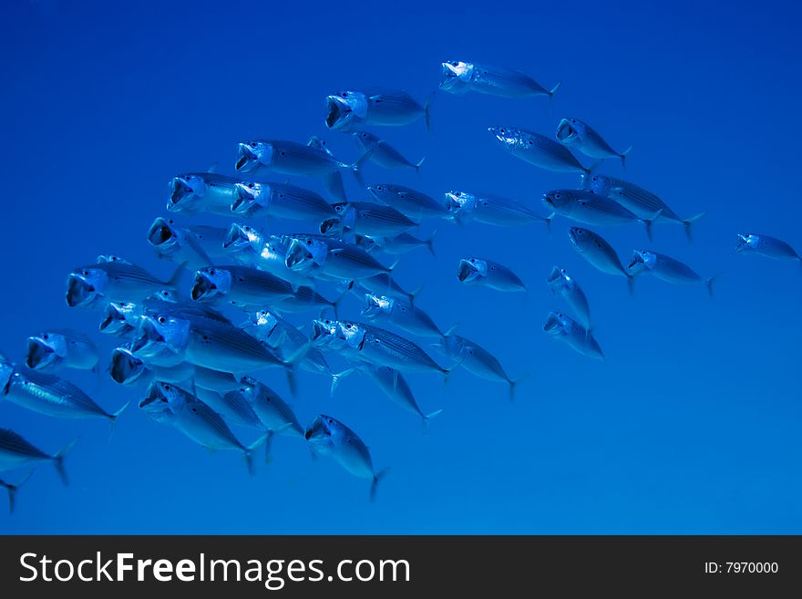 School of striped Mackerel feeding in the Red Sea, Egypt