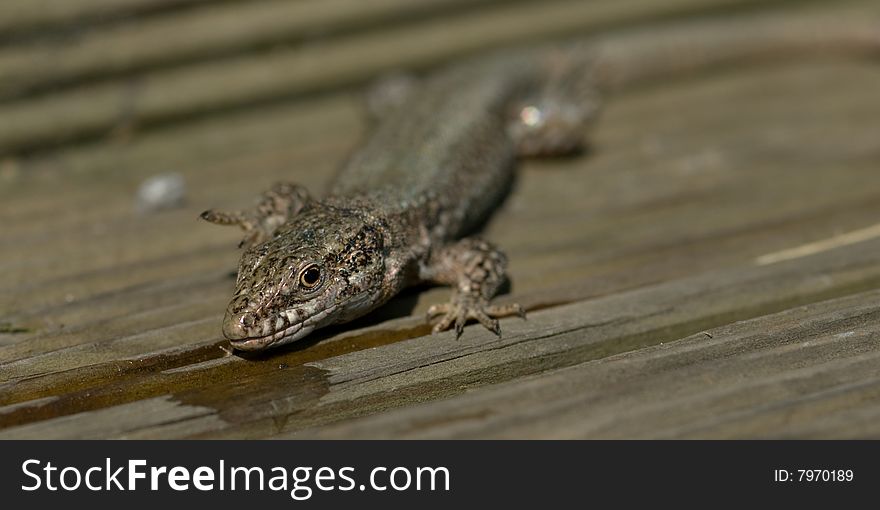 A brave thirsty lizard drinking water which landed on a wooden plateau near a pool