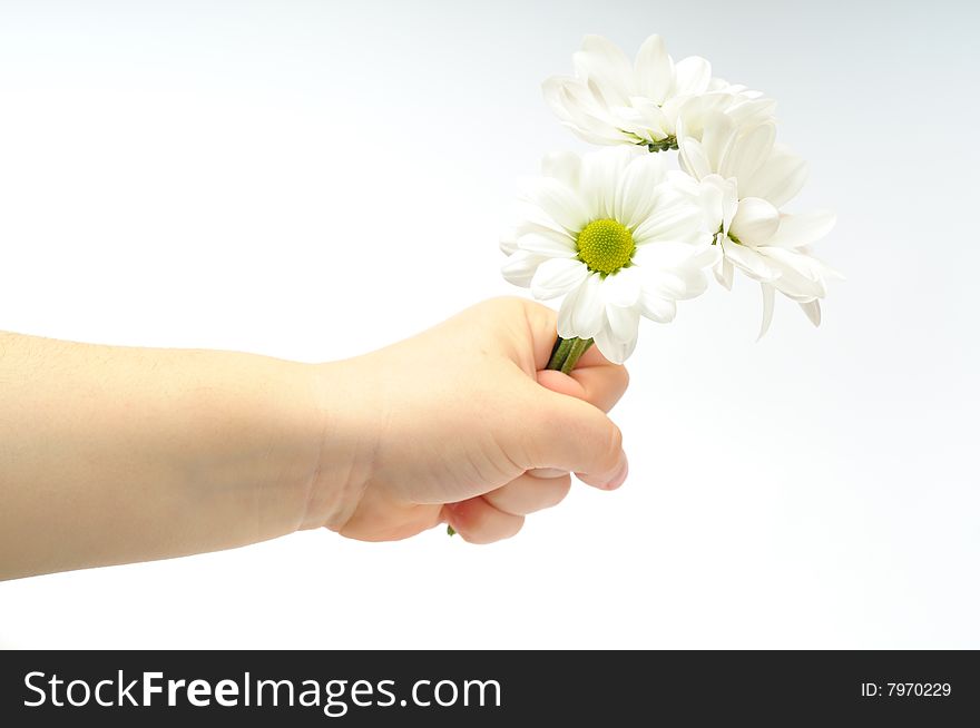 Child hand holding a chrysanthemum. Child hand holding a chrysanthemum