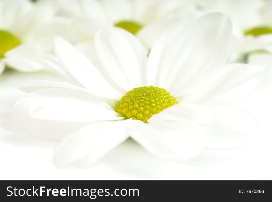 Chrysanthemum isolated on white background