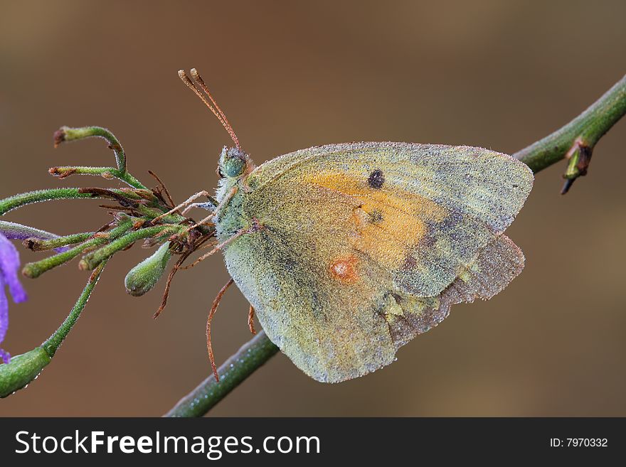 Autumn butterfly sitting on the pretty flower with a lot of waterdrops. Autumn butterfly sitting on the pretty flower with a lot of waterdrops