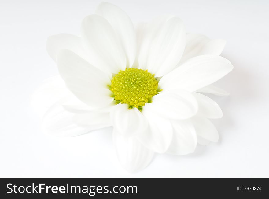 Chrysanthemum isolated on white background