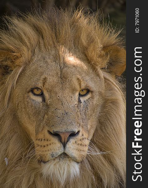 Portrait of a Male Lion