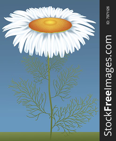 Large daisy flower on a blue background. Large daisy flower on a blue background