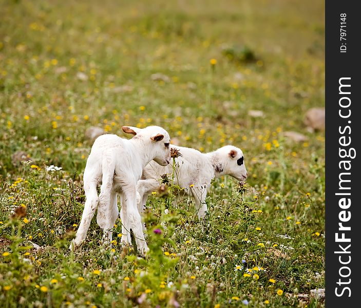 Two cute little lambs on meadow