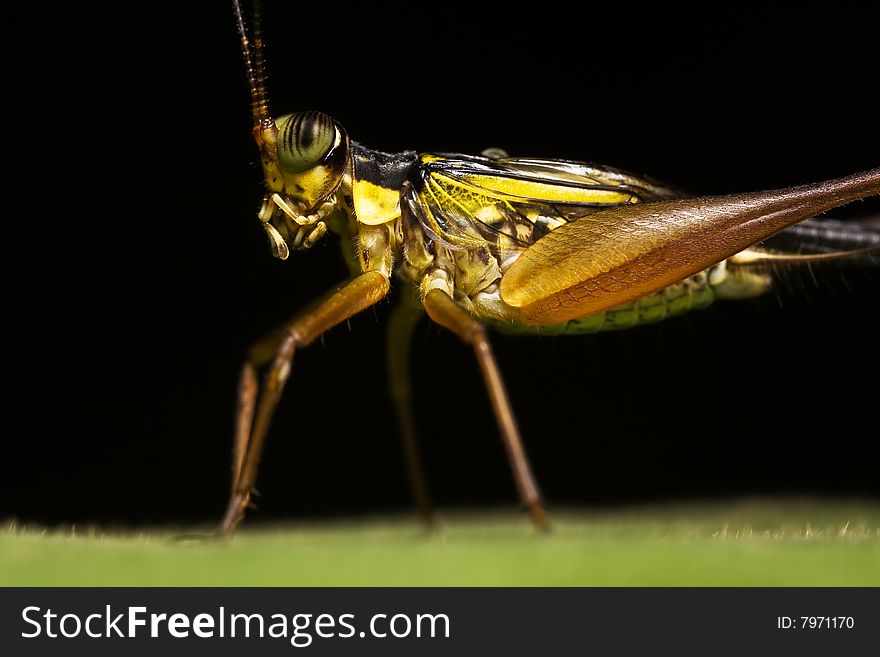 Yellow Cricket side view Macro over black background