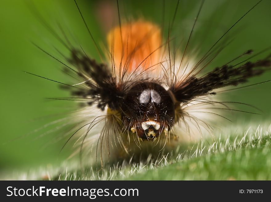 Caterpillar face macro over green background