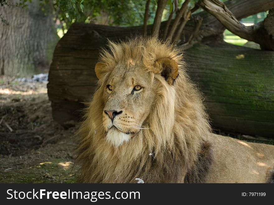Male African Lion portrait in profile. Male African Lion portrait in profile