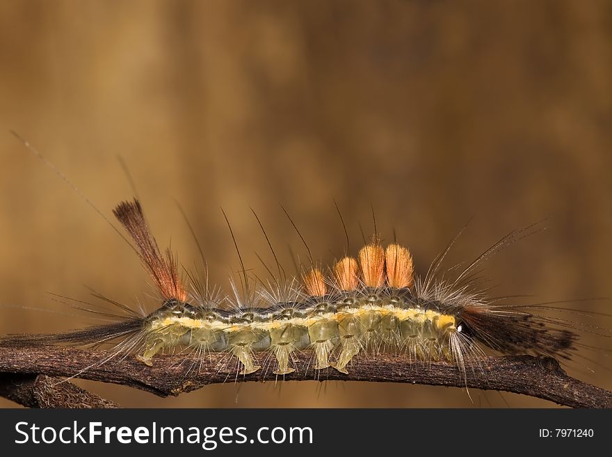 Caterpillar side view macro over green background