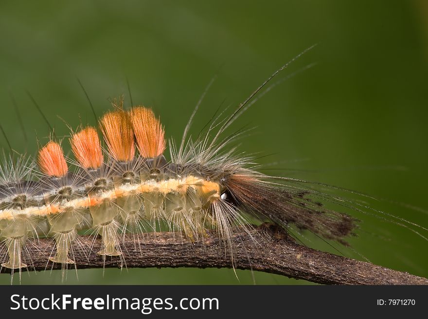 Caterpillar side view macro over green background