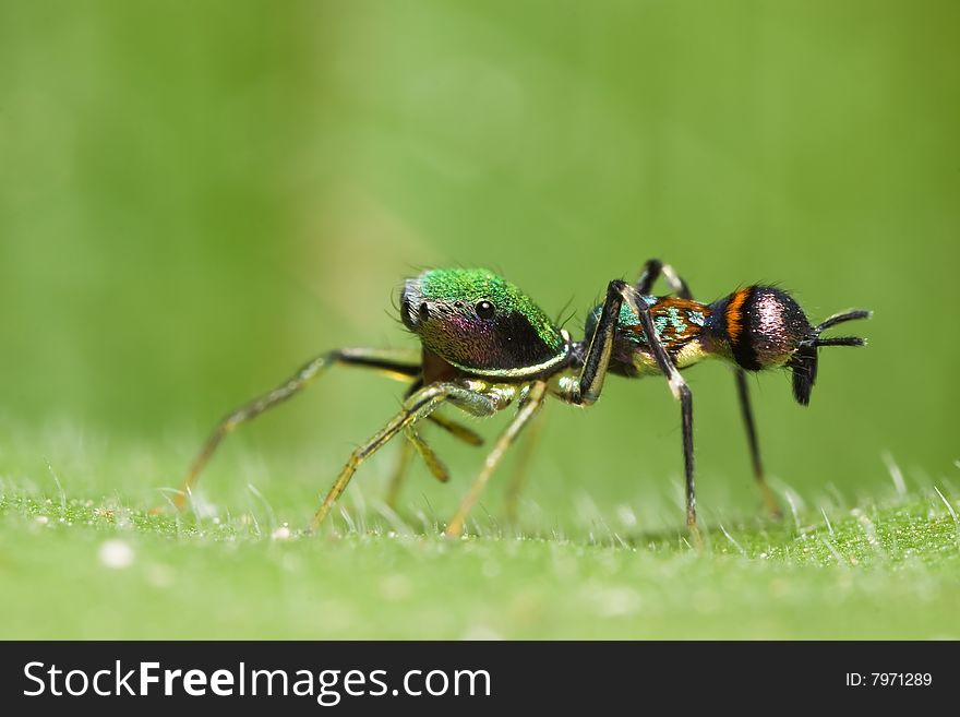 Orsima ichneumon side view macro over green background