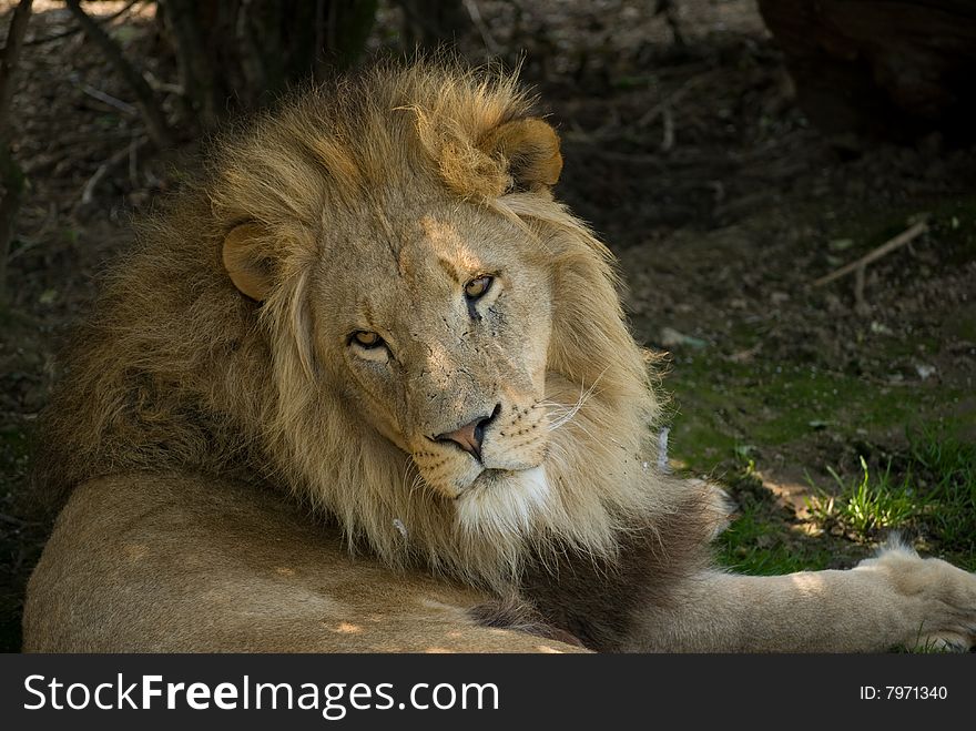 Male African Lion watcing