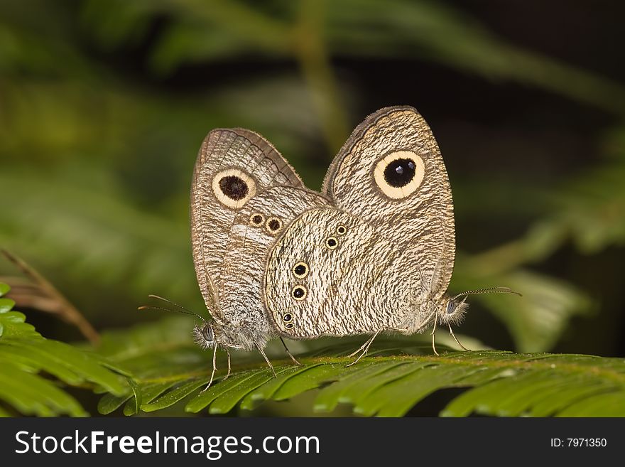 Butterfly - common five ring mating macro