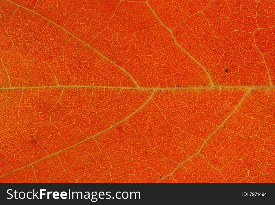 A Autumn leaf macro background