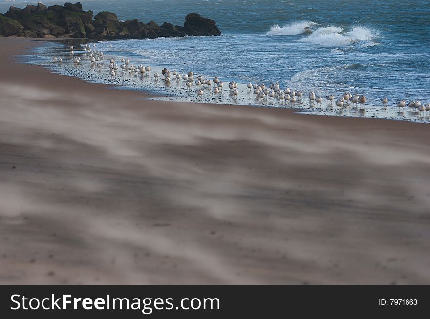 A picture from the beach of seagulls standing by the water.