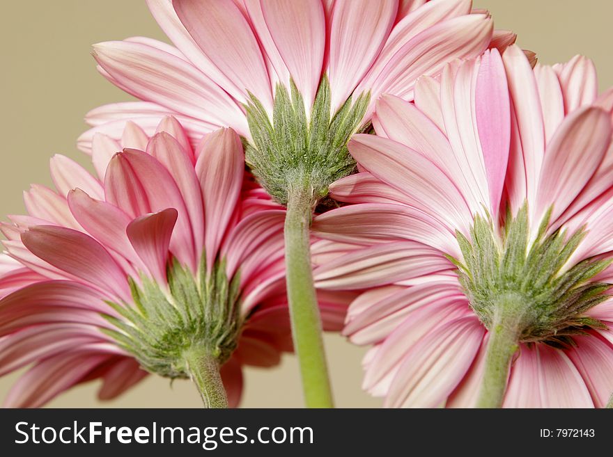 Pink Gerbera Daisies