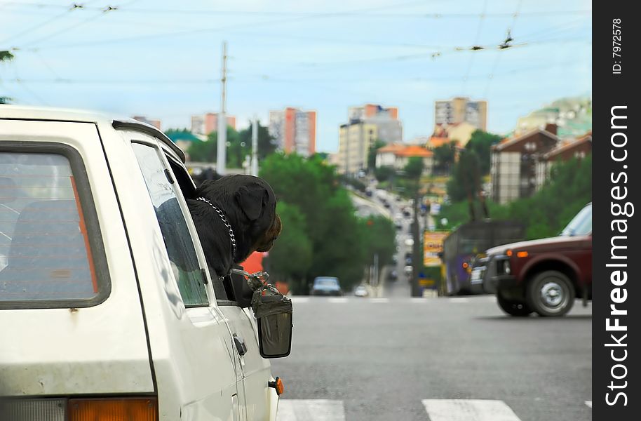 Dog in car on crossroad