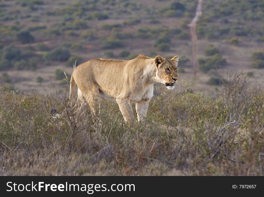 A lioness freezes as she spots a possible meal nearby. A lioness freezes as she spots a possible meal nearby