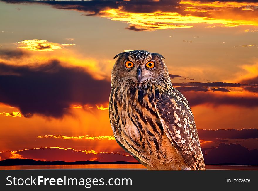 An owl and sunrise at The Great Salt Lake Utah. An owl and sunrise at The Great Salt Lake Utah