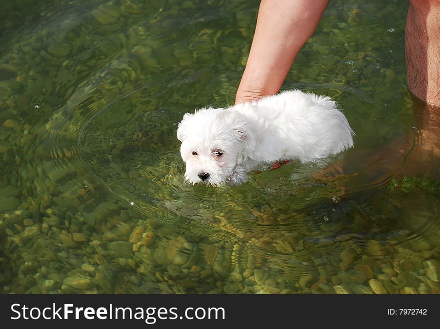 Little white dog in green water supported by human hand. Little white dog in green water supported by human hand