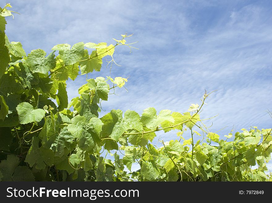 Rows of grapevines on tressels in the hills surrounding the Mornington Peninsula, Victoris Australia. Rows of grapevines on tressels in the hills surrounding the Mornington Peninsula, Victoris Australia.