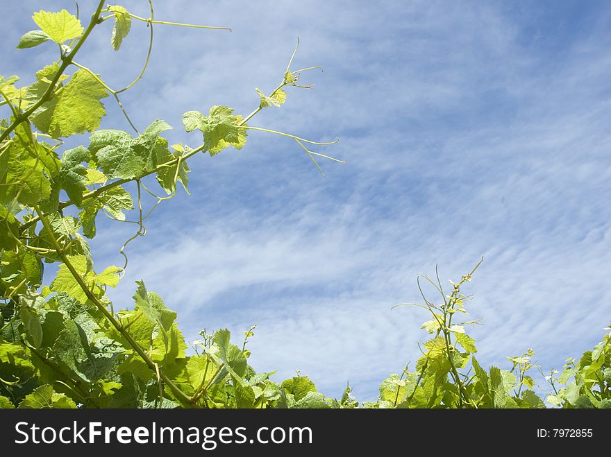 Vineyard Background