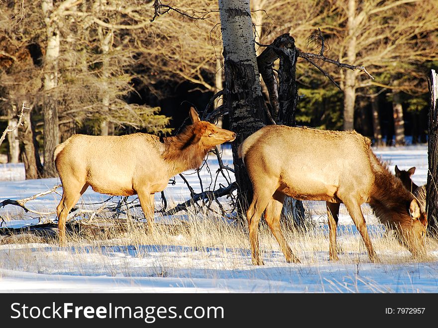 Elks on the snow near Lake Minnewanka, Banff National Park, Alberta, Canada