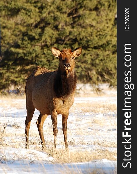 Elk on the snow near Lake Minnewanka, Banff National Park, Alberta, Canada