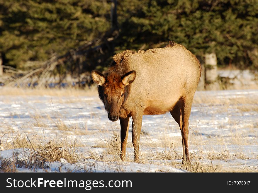 Elk On The Snow