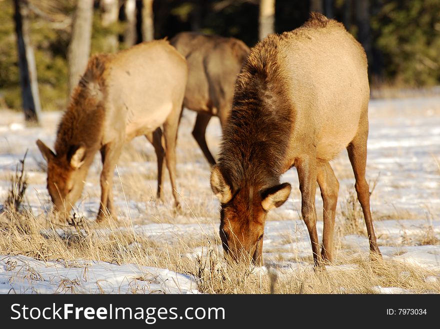 Elks on the snow near Lake Minnewanka, Banff National Park, Alberta, Canada