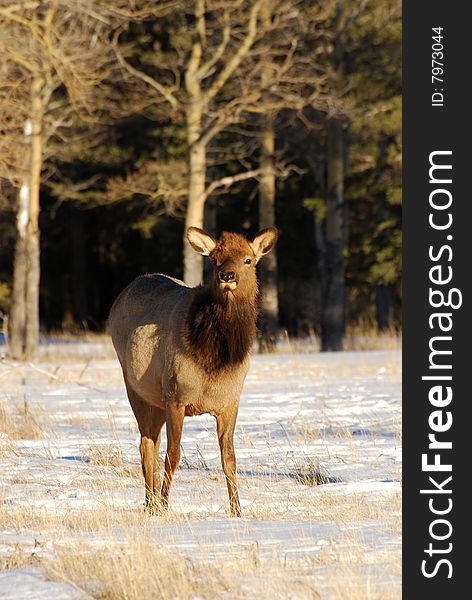 Elks on the snow near Lake Minnewanka, Banff National Park, Alberta, Canada