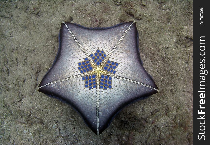 Very Unusual Pillow Sea Star laying on the bottom upsidedown