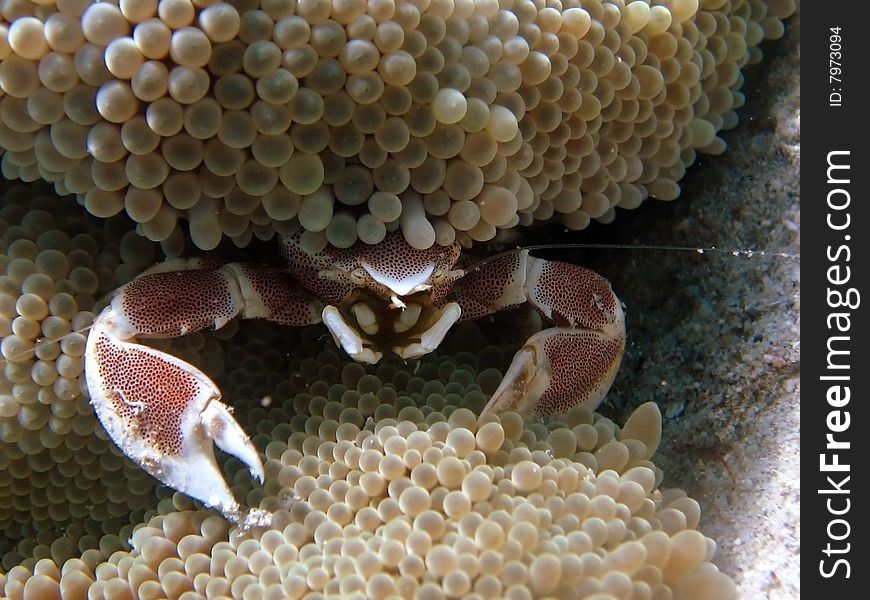Crab In Anemone