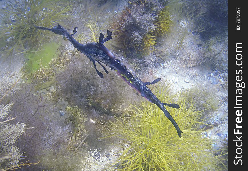 Weedy sea dragon, taken approx 30m underwater in Victoria Australia.
