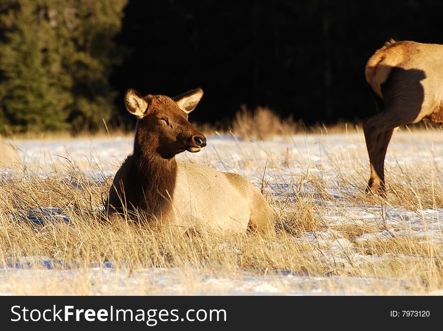 Elk On The Snow