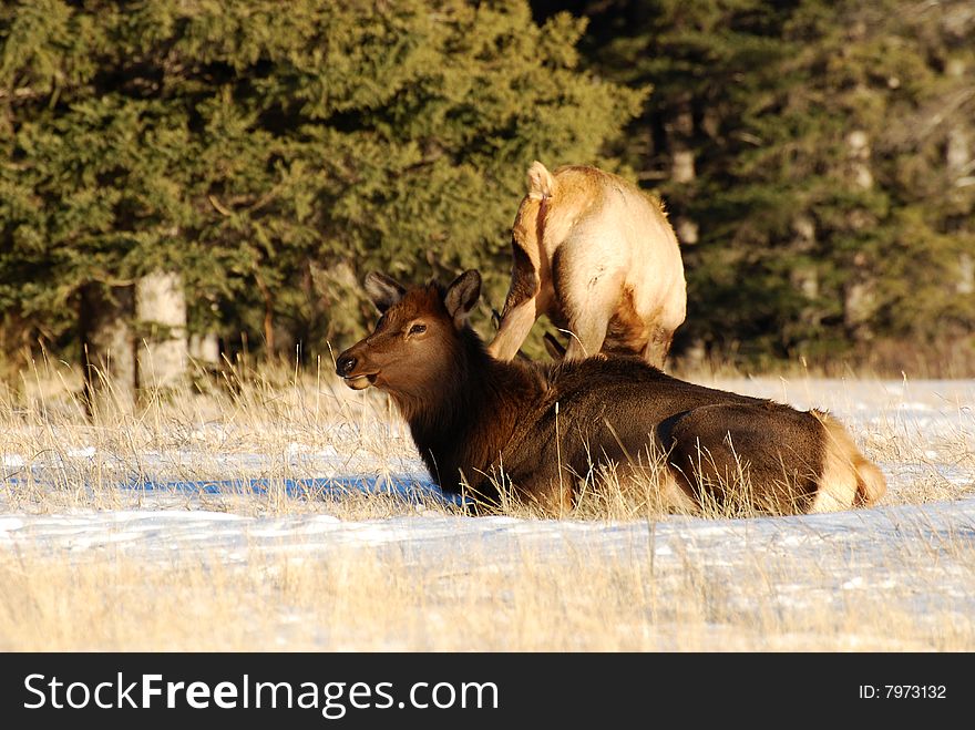 Elks on the snow near Lake Minnewanka, Banff National Park, Alberta, Canada