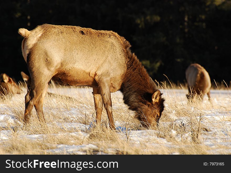 Elks on the snow near Lake Minnewanka, Banff National Park, Alberta, Canada