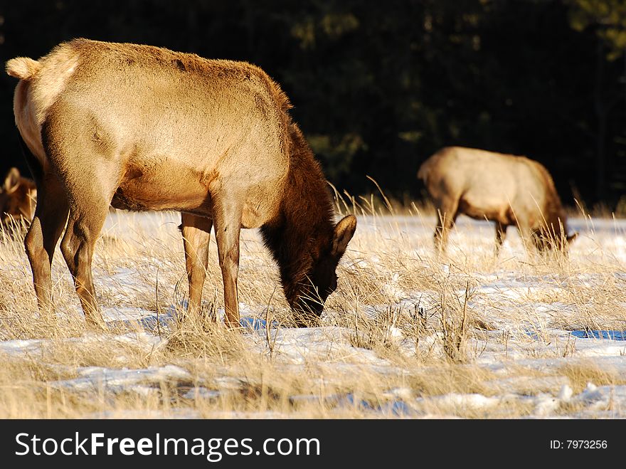 Elks on the snow near Lake Minnewanka, Banff National Park, Alberta, Canada